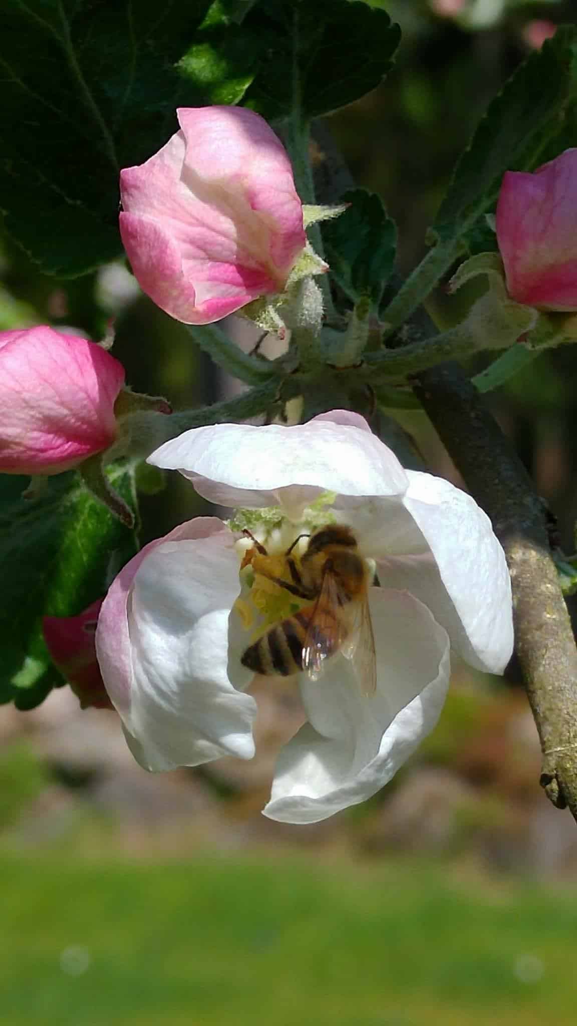 på besök i äppelblomman